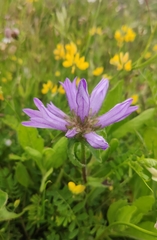 Campanula lingulata