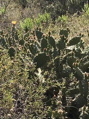 Opuntia semispinosa
