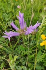 Campanula lingulata