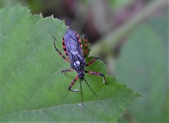 Sphedanolestes cingulatus
