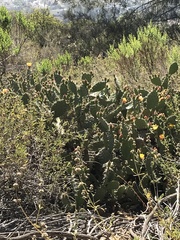 Opuntia semispinosa