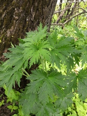 Leonurus quinquelobatus