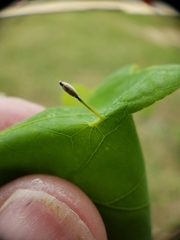 Andricus chinquapin