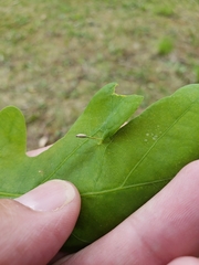 Andricus chinquapin