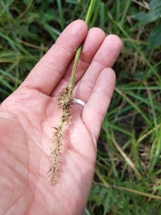 Carex stipata image