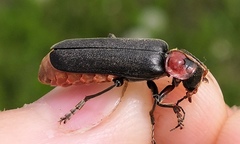 Cantharis fusca
