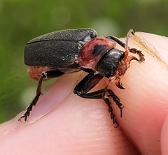 Cantharis fusca