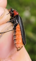 Cantharis fusca