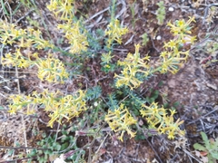 Thymelaea pubescens