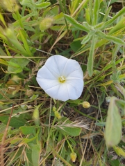 Convolvulus arvensis
