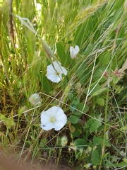 Convolvulus arvensis