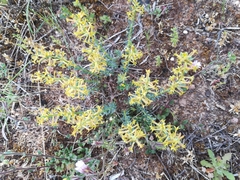 Thymelaea pubescens