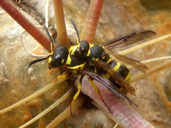 Ancistrocerus renimacula