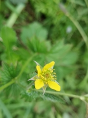 Geum urbanum