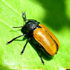 Labidostomis tridentata