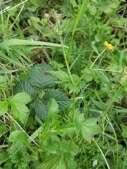 Geum urbanum