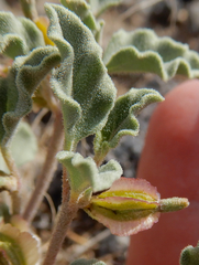 Acleisanthes diffusa