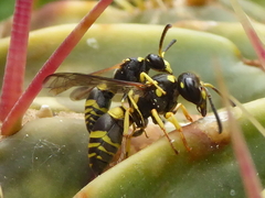 Ancistrocerus renimacula