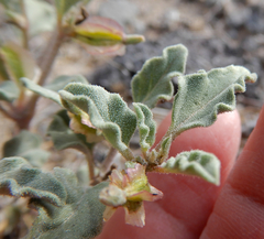 Acleisanthes diffusa