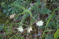 Astragalus tennesseensis