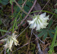Astragalus tennesseensis