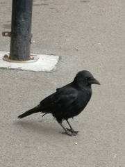 Corvus corone