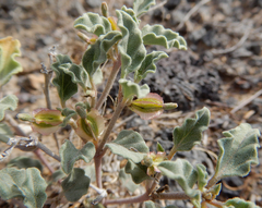 Acleisanthes diffusa