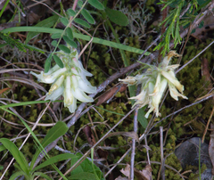 Astragalus tennesseensis