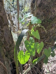 Dioscorea sylvatica