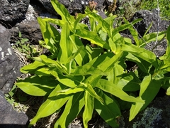 Solidago azorica