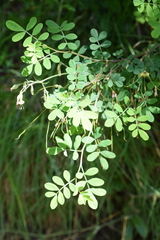 Hippocrepis emerus emerus