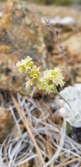 Eriogonum saxatile