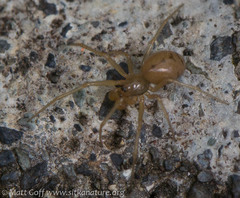Helophora