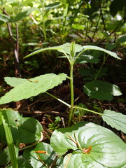 Stachys chamissonis cooleyae