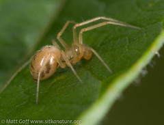 Helophora
