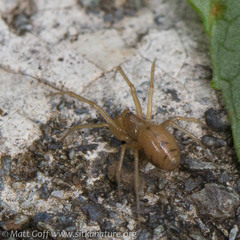 Helophora
