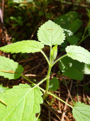Stachys chamissonis cooleyae