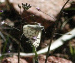 Pontia sisymbrii