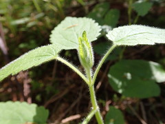 Stachys chamissonis cooleyae