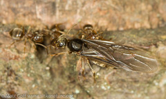 Lasius pallitarsis