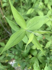 Silene stellata