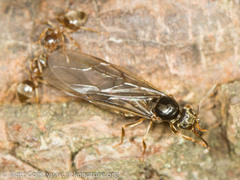 Lasius pallitarsis