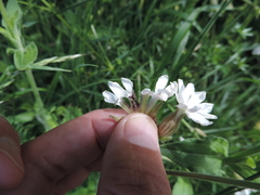 Microbotryum lychnidis-dioicae