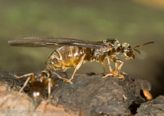 Lasius pallitarsis