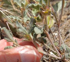 Acleisanthes diffusa
