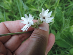 Microbotryum lychnidis-dioicae