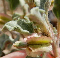 Acleisanthes diffusa