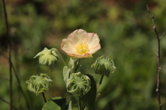 Callianthe pauciflora