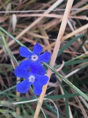 Anchusa azurea