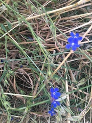 Anchusa azurea